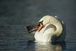 Cobs: Mute Swan male preening on the water Norfolk, UK