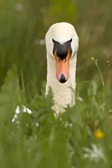 050918: Mute swan - male, sitting grass - Norfolk, UK