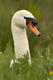 050918: Mute swan - male, sitting in grass - Norfolk, UK