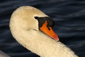 050918: Mute swan - male, swimming in a lake - Norfolk, UK