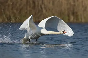 Taking: Mute Swan - male taking off - Germany