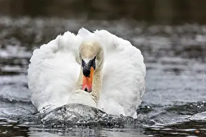 Knob: Mute Swan - Male - UK