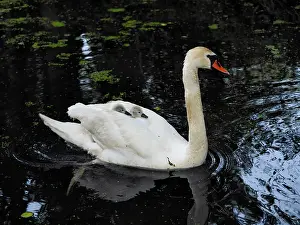 Cygnets: Mute Swan - mother carrying young cygnets on her back