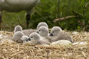 Cygnet: Mute swan - new born cygnets - Norfolk, UK