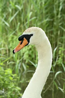 250720: Mute Swan - Norfolk UK