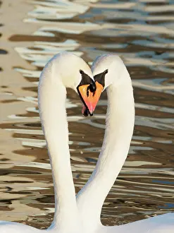 Waterbird: Mute Swan - pair in courtship display Cygnus olor