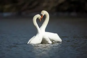 Cobbs: Mute Swan - pair courtship displaying on lake