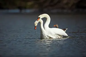 Cobbs: Mute Swan - pair mating on lake