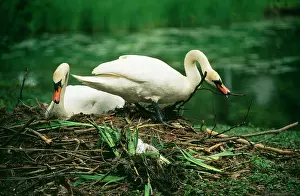 Pens: Mute SWAN - pair at nest, with nest material