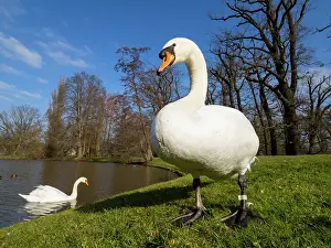 150321: Mute Swan - pair in a park, early springtime, Hessen