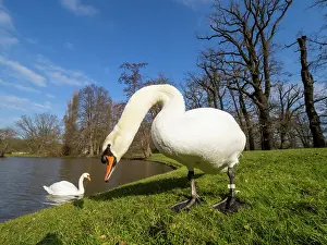 150321: Mute Swan - pair in a park, early springtime, Hessen