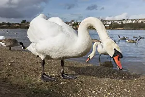 160118: Mute Swan - Par - Cornwall - UK