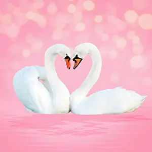 Sparkling: Mute Swan, on pink