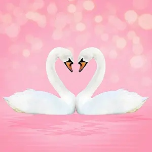 Sparkling: Mute Swan, on pink