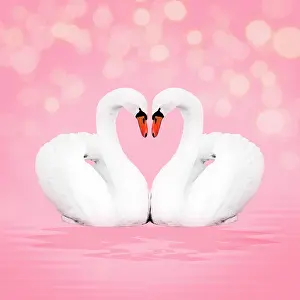 Sparkling: Mute Swan, on pink