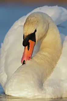 Roy Glen: Mute Swan preening its feathers Cleveland, UK