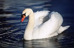 Raised: MUTE SWAN - on rippled water, wings raised