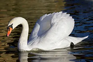 Busking: Mute Swan - showing busking display