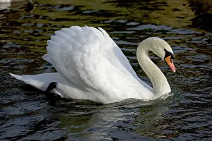 Busking: Mute Swan - showing busking display