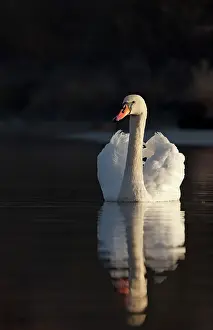 Moring: Mute Swan - being sidelit in early moring sunshine