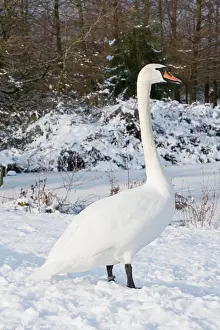 David Kilbey: Mute Swan - Single adult bird resting on snow covered bank