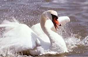 Angry: MUTE SWAN - splashing in water