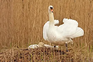Partner: Mute Swan - standing guard over partner at nest - April