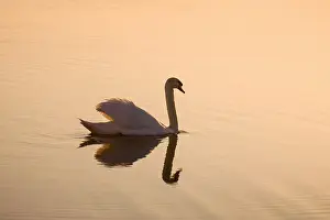Hickling: Mute Swan at Sunrise - Hickling Broad Norfolk UK
