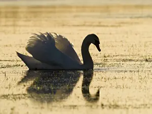 Swan: Mute Swan - at sunset