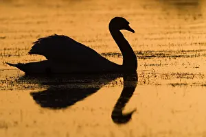 Geoff Du Feu: Mute swan at sunset
