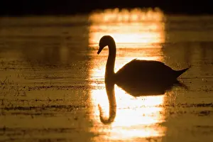 Geoff Du Feu: Mute swan at sunset