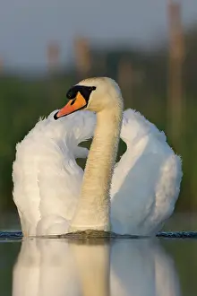 Creating: Mute Swan - Swimming aggressively creating a small