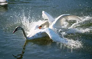 Intruder: Mute SWAN - territorial male fighting off intruder