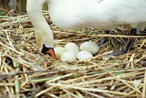 Turning: Mute Swan - turning eggs