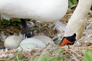 Turning: Mute Swan - turning eggs in nest during incubation