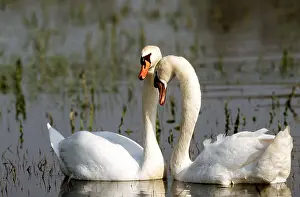 Swans: MUTE SWAN - two, on water, facing