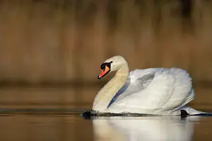 Roy Glen: Mute Swan in warm light on calm water