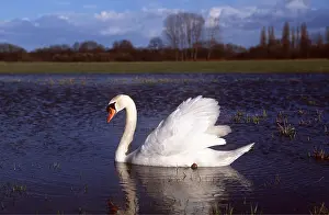 Raised: MUTE SWAN - on water, wings raised