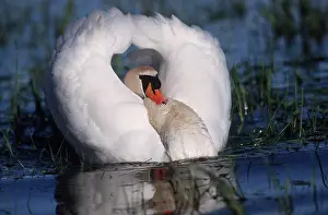 Raised: MUTE SWAN - on water with wings raised, displaying