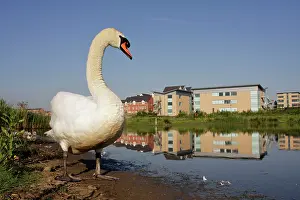 Offices: Mute Swan - wide angle close-up showing parent