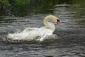 Schans: Mute swan, Zaanse Schans, Holland, Netherlands
