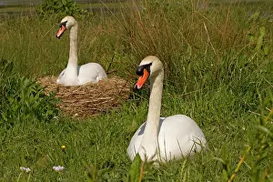 Cobs: Mute Swans