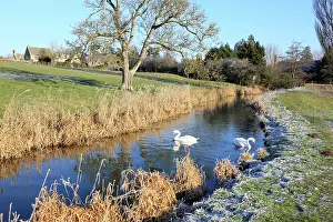 Coln: Mute Swans