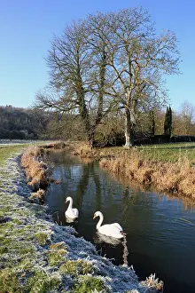 Coln: Mute Swans
