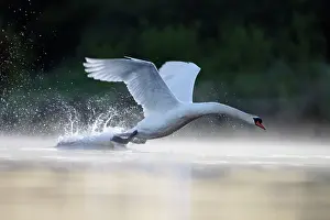 Charging: Mute Swans - adult male aggressively charging towards