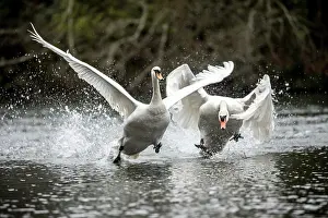 Spray: Mute Swans - Aggression on Water - UK