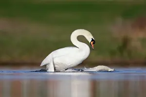 Clasping: Mute Swans - copulation - one of a sequence showing