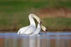 Clasping: Mute Swans - copulation - one of a sequence showing