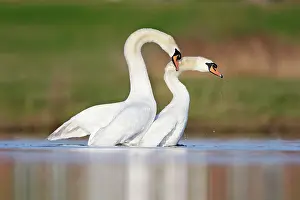 Clasping: Mute Swans - copulation - one of a sequence showing