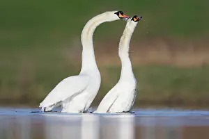 Clasping: Mute Swans - copulation - one of a sequence showing